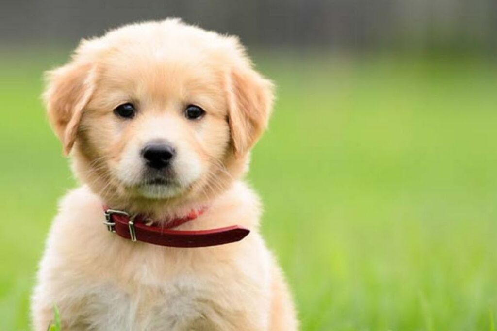 Cute Dog Names