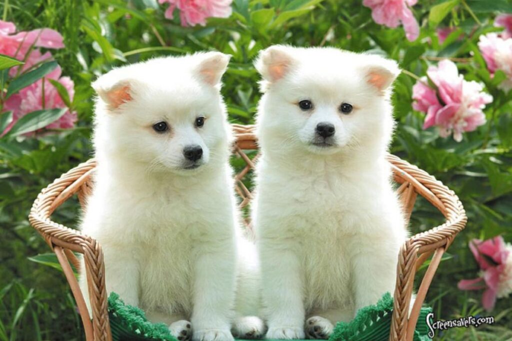 Cute Pet Names for Dogs