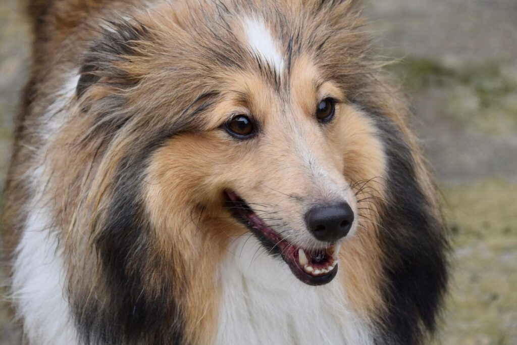 Female Dog, pet names