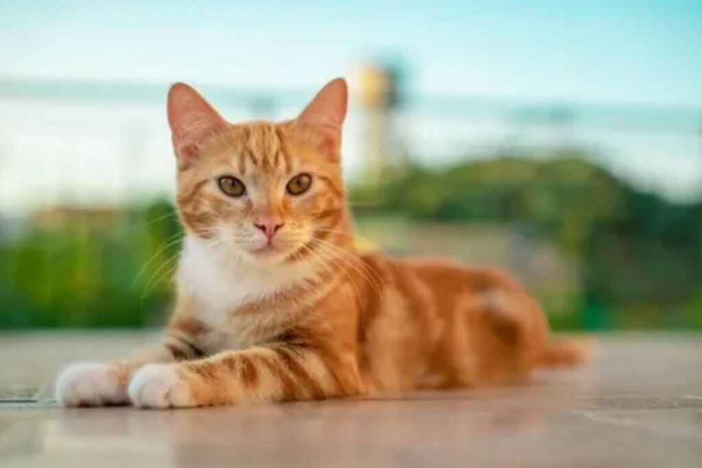 Male Cat Names