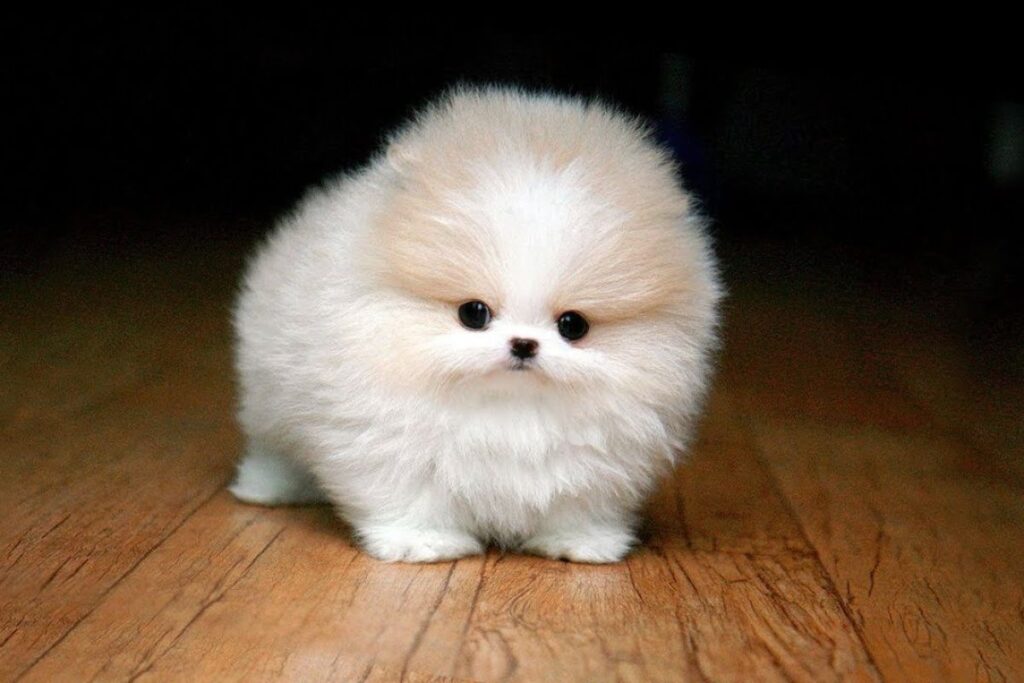 More Cute Animal Names (Hamsters, Rabbits, Guinea Pigs