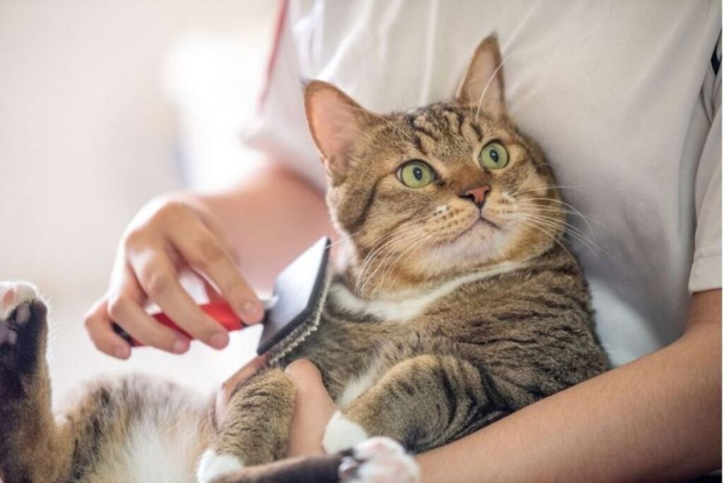 Top Trending Cat Names