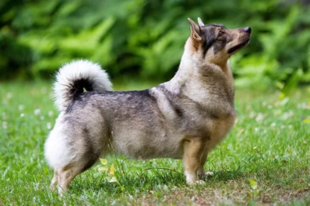 Unique Dog Names