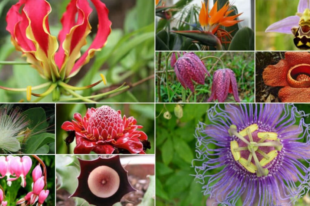 Unique and Rare Flower Names for Inspiration