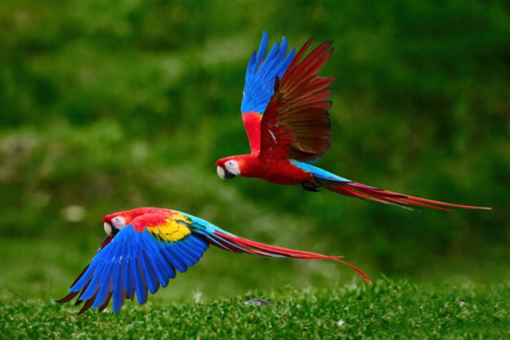 🦜 Creative Names for Parrots and Birds