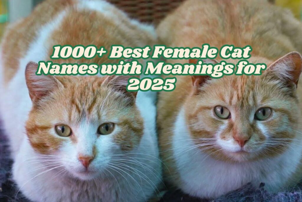 1000+ Best Female Cat Names with Meanings for 2025 1000+ Best Female Cat Names with Meanings for 2025