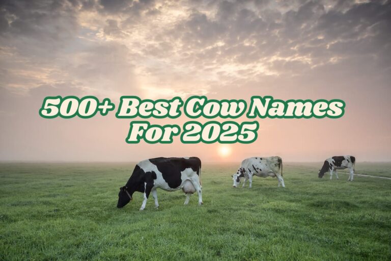 500+ Best Cow Names (Funny, Cute, Unique & Punny)-2025 Guide