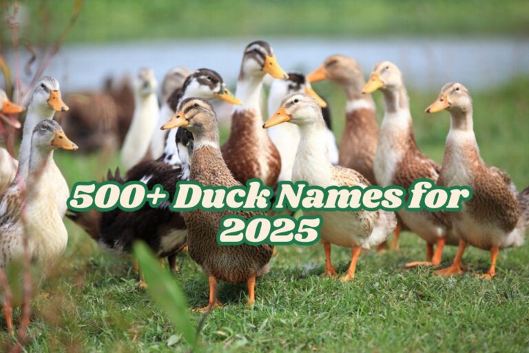 500+ Duck Names for 2025 - Funny, Cute, Cool & Celebrity Inspired Names