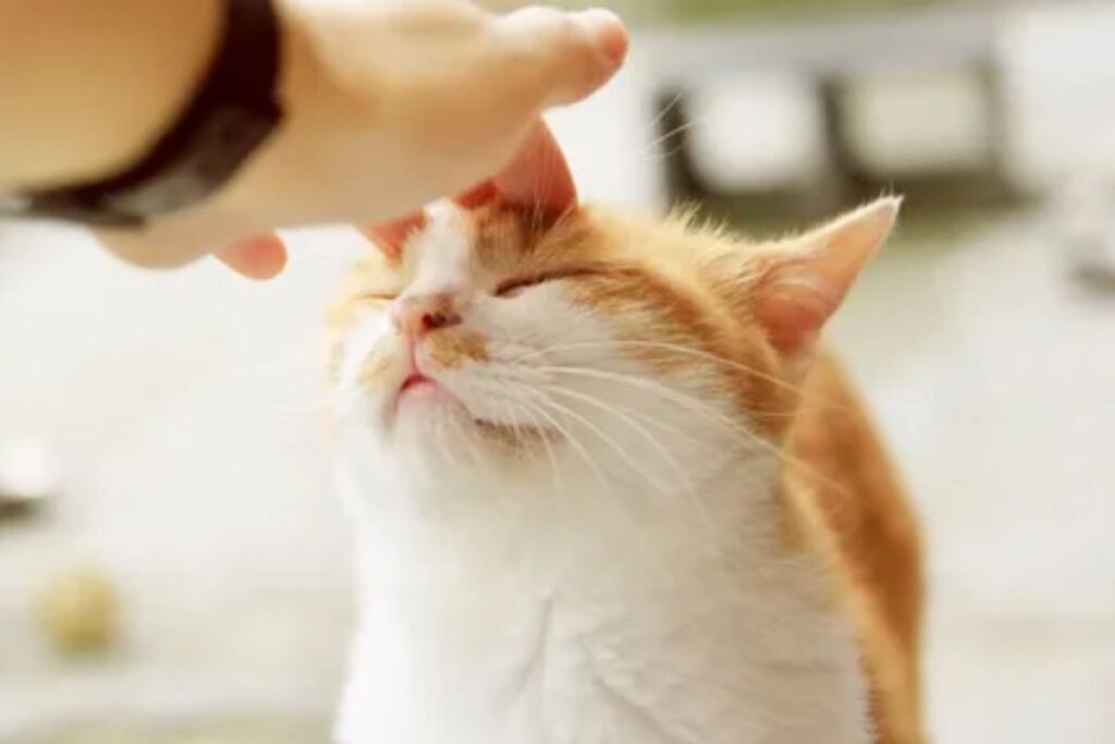 Beautiful Cat Names Female