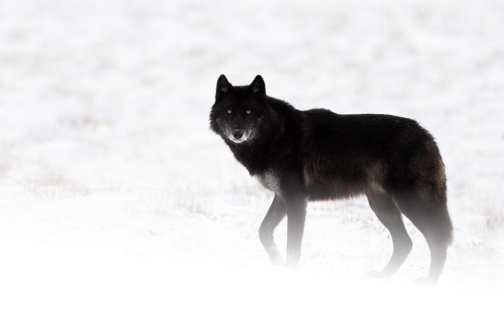 Black Wolf in Different Languages