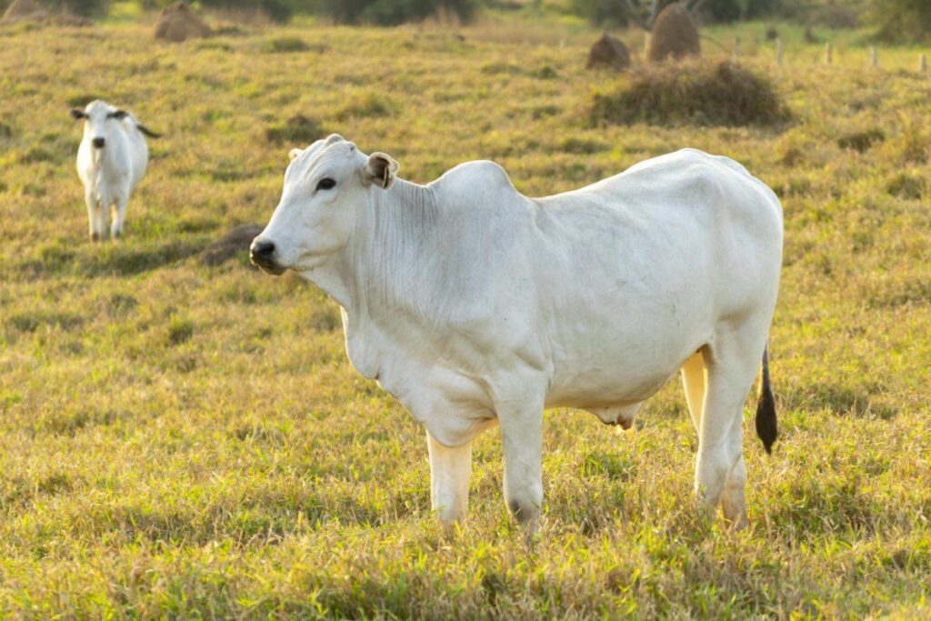 Clever Cow Names