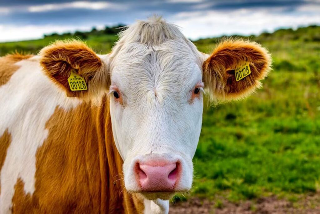 Cow Names Female