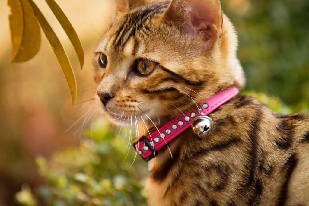 Cute Cat Names Female