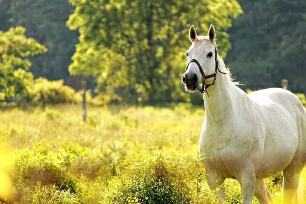 Cute Horse Names with Meanings