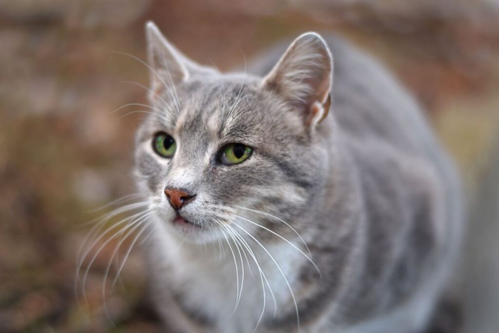Female Cat Names from A to Z
