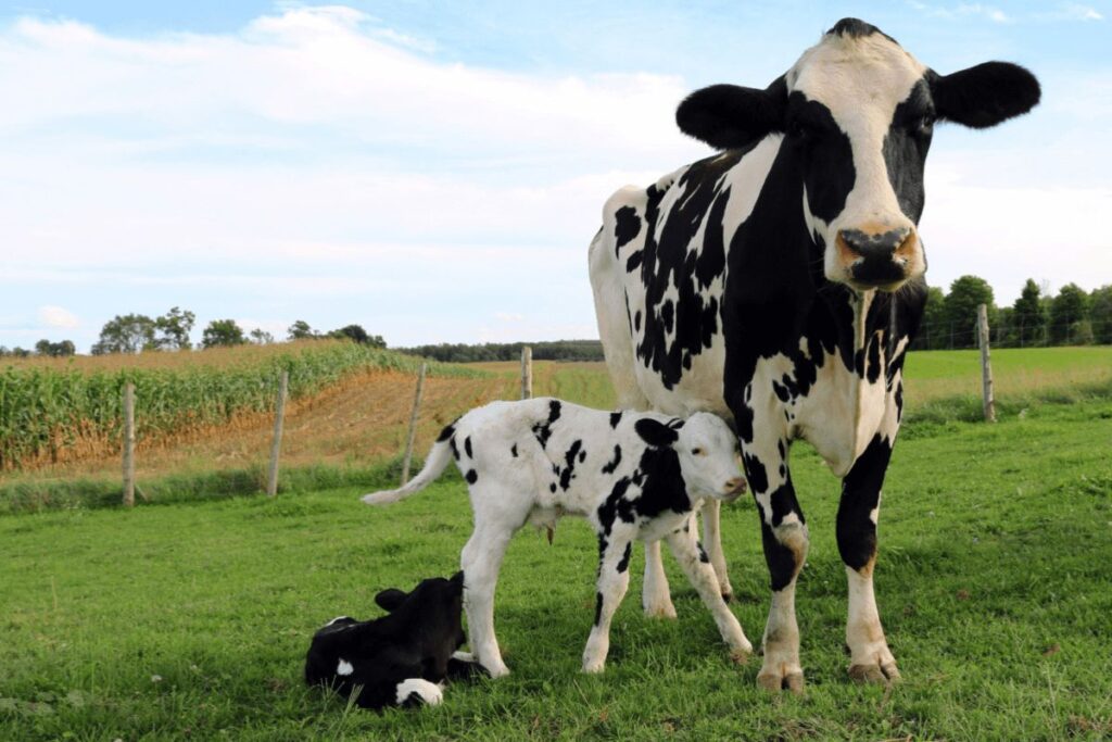 Funny Cow Names For 2025