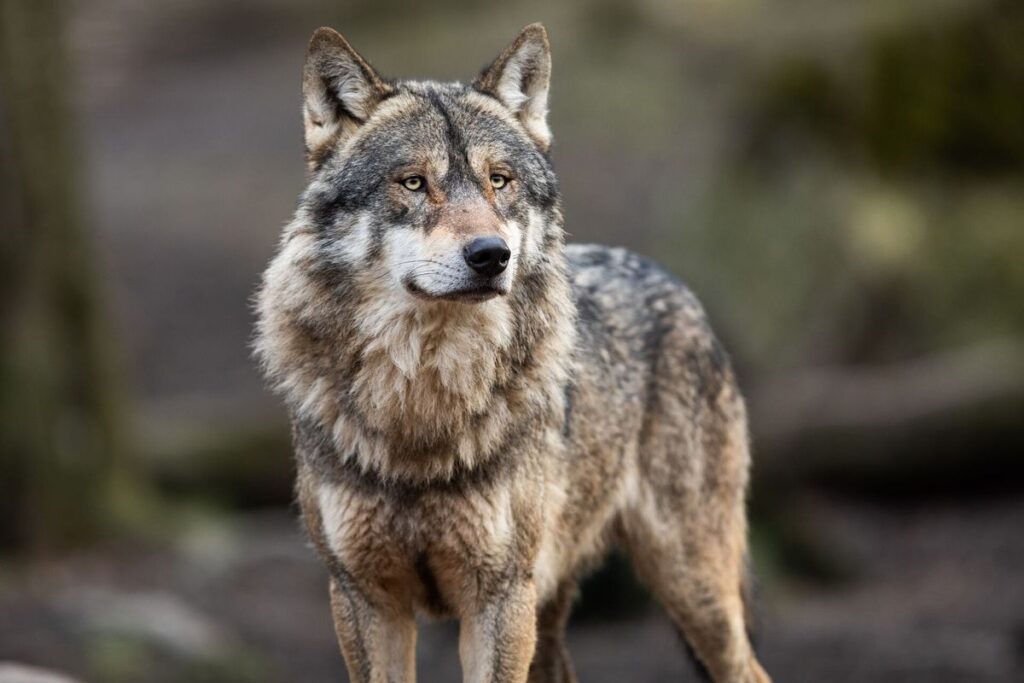 Male Wolf Names