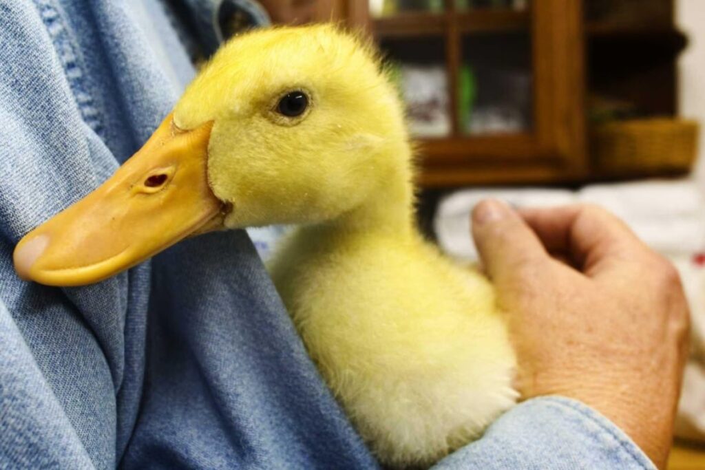 Pet Duck Names