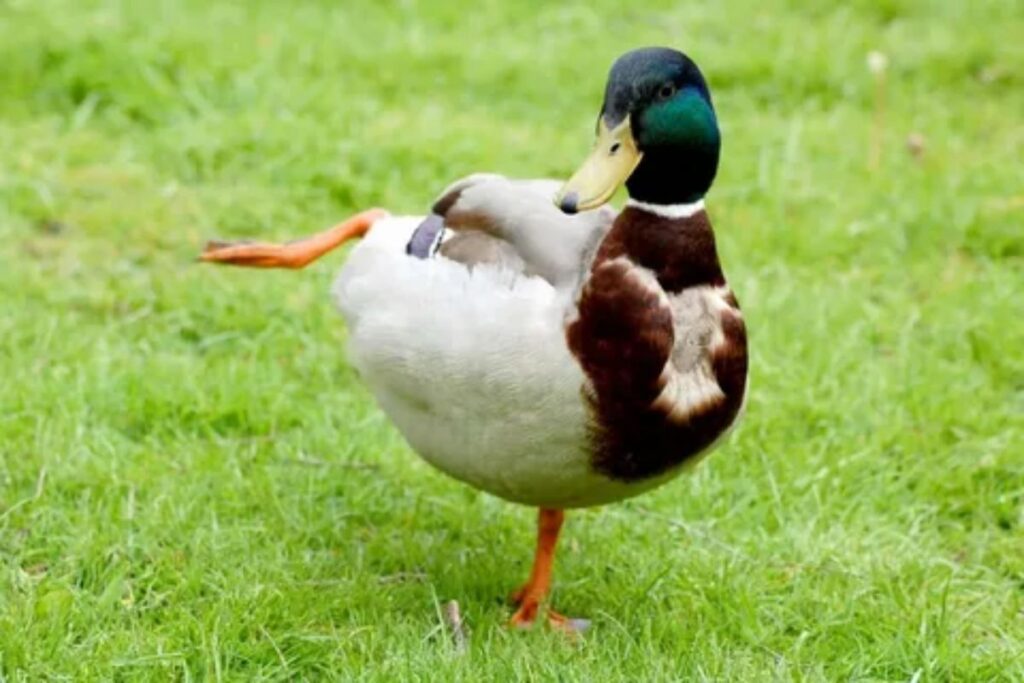 Showing The Funny Duck
