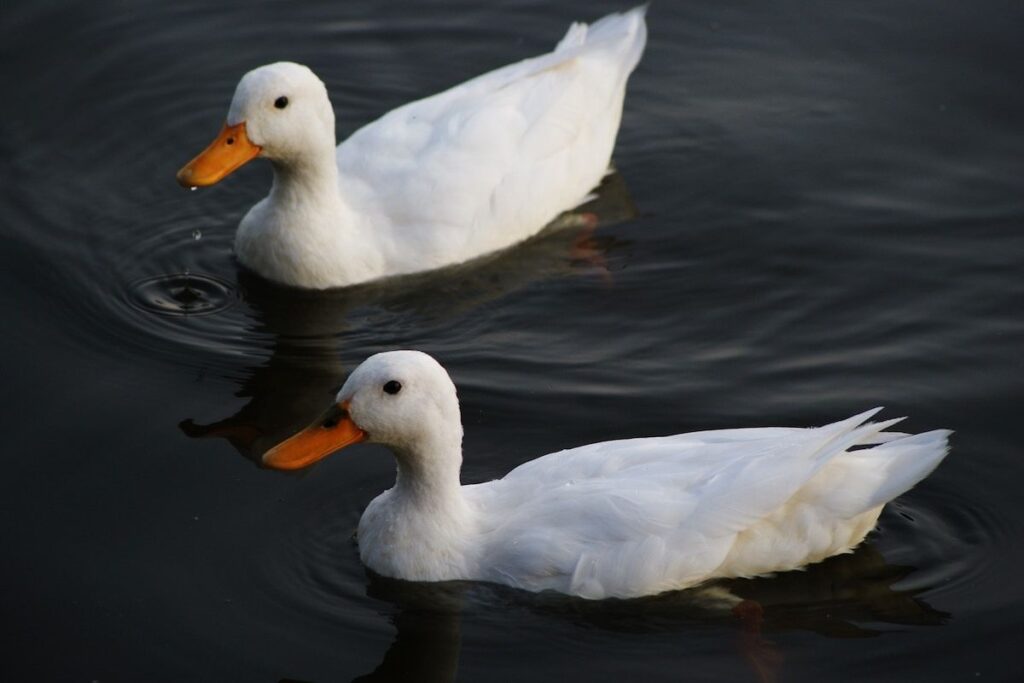 Showing The Good Duck Swimming