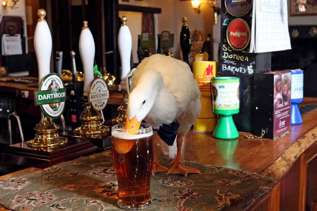 Silly Duck Drinking Bear