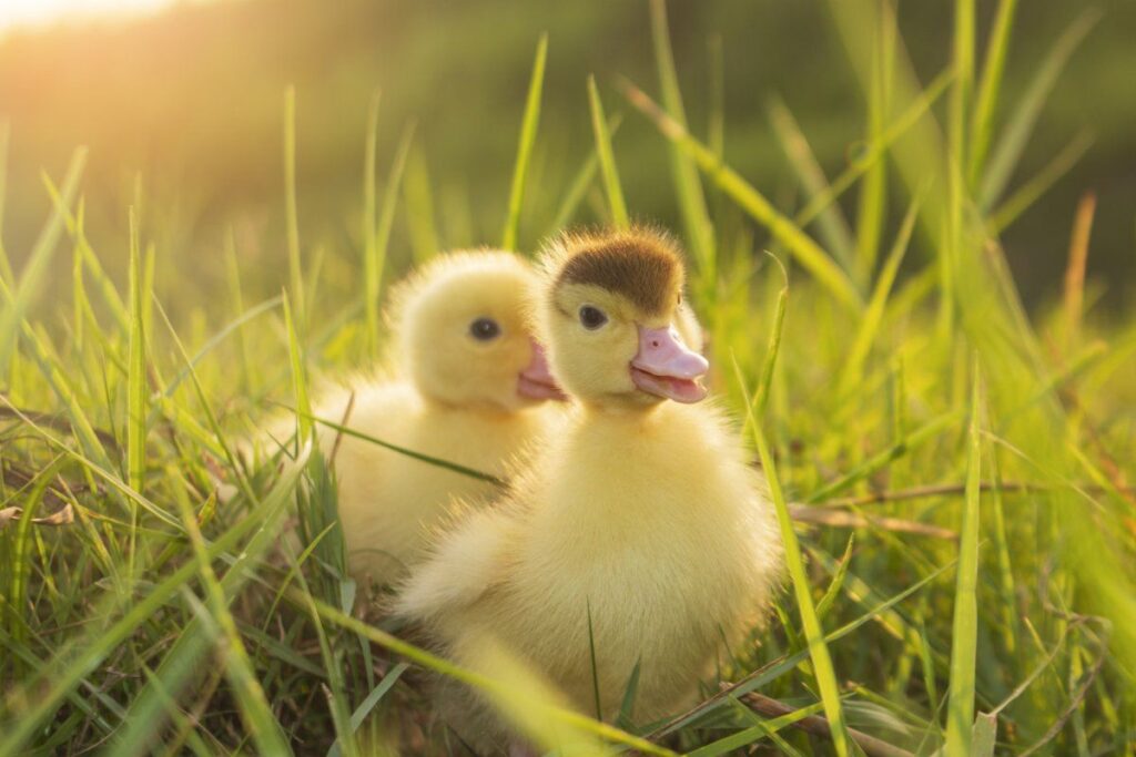 Two cute baby ducks Passing Through Grass