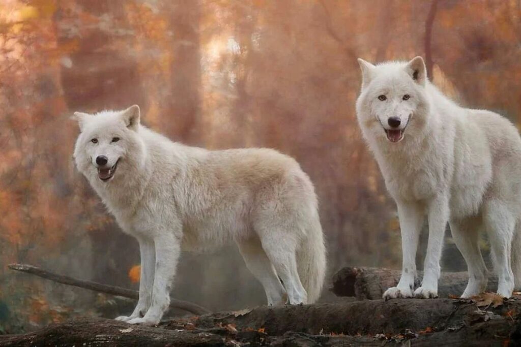 White Wolf Names
