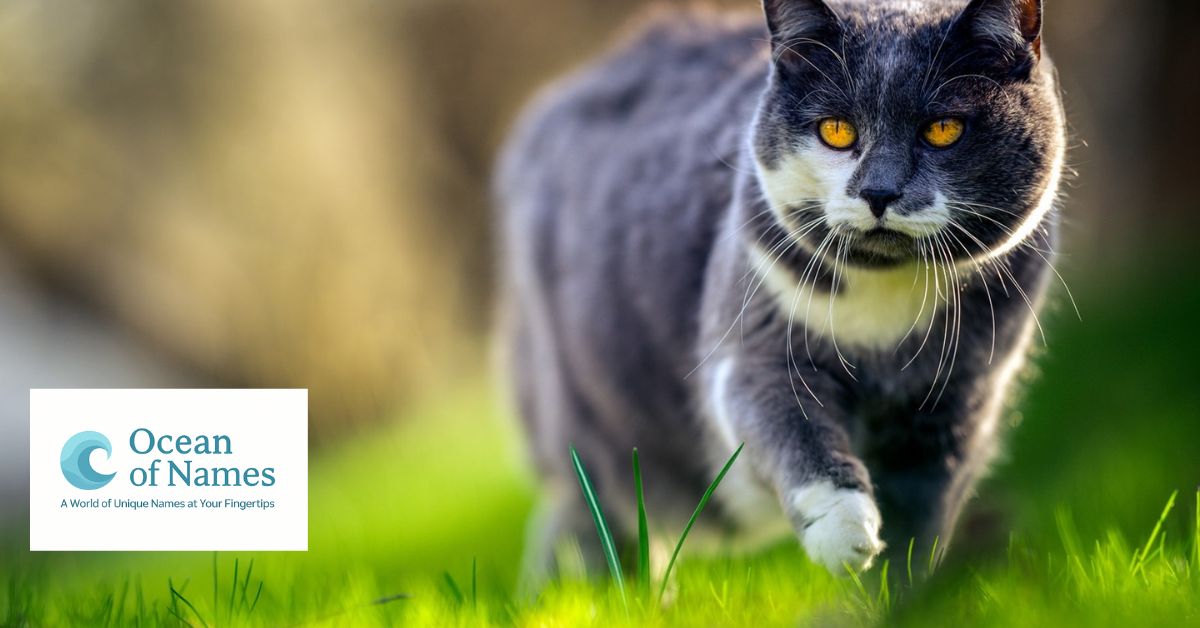 300 Best Black Cat Names with Meanings for 2025