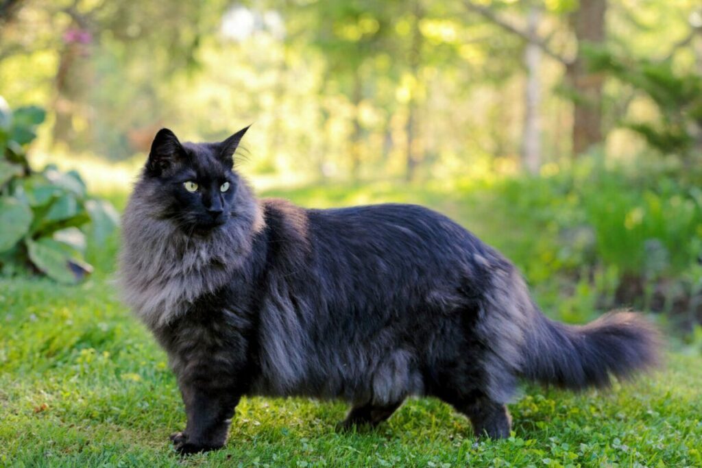 Classic & Timeless Cat Names