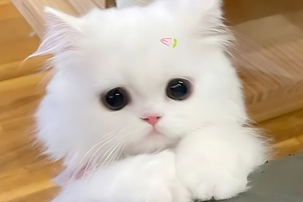 Elegant & Charming Cute Cat Names