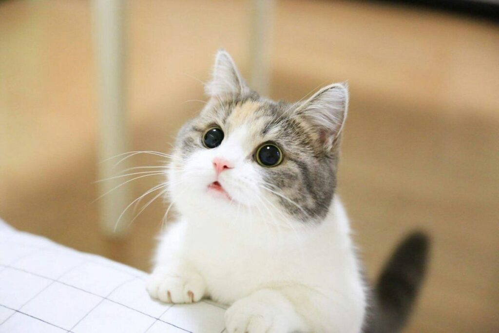 Flower & Nature Inspired Cute Cat Names
