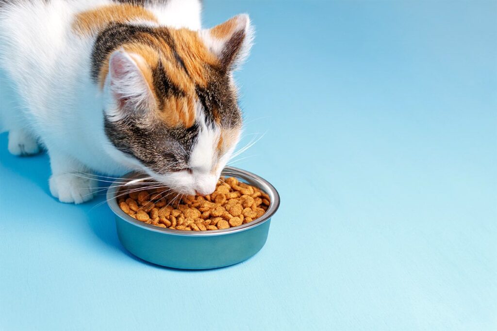 Food Inspired Cat Names