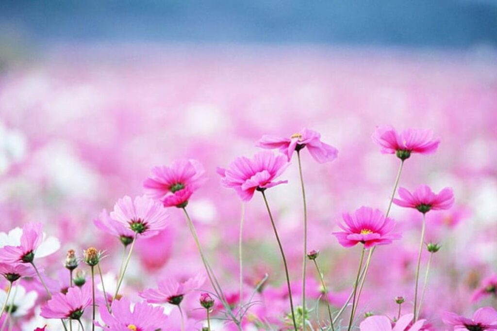 Pink Flowers