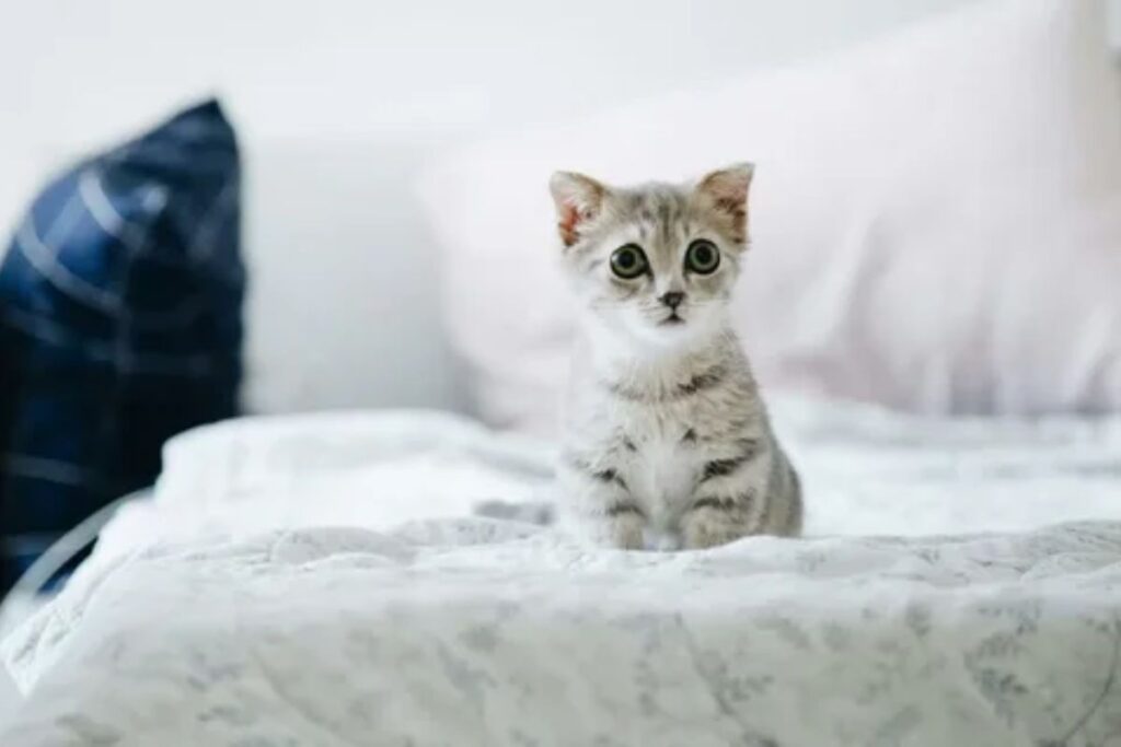 Playful & Quirky Cute Cat Names