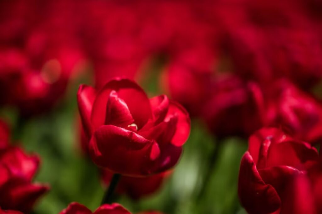  Red Flowers