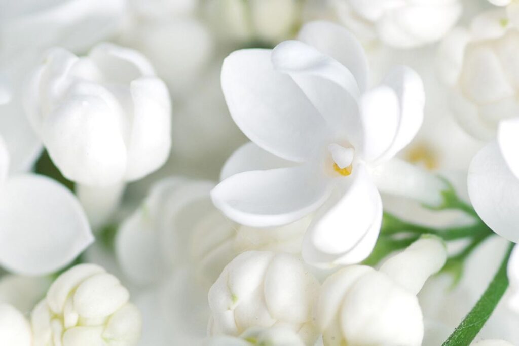 White Flowers
