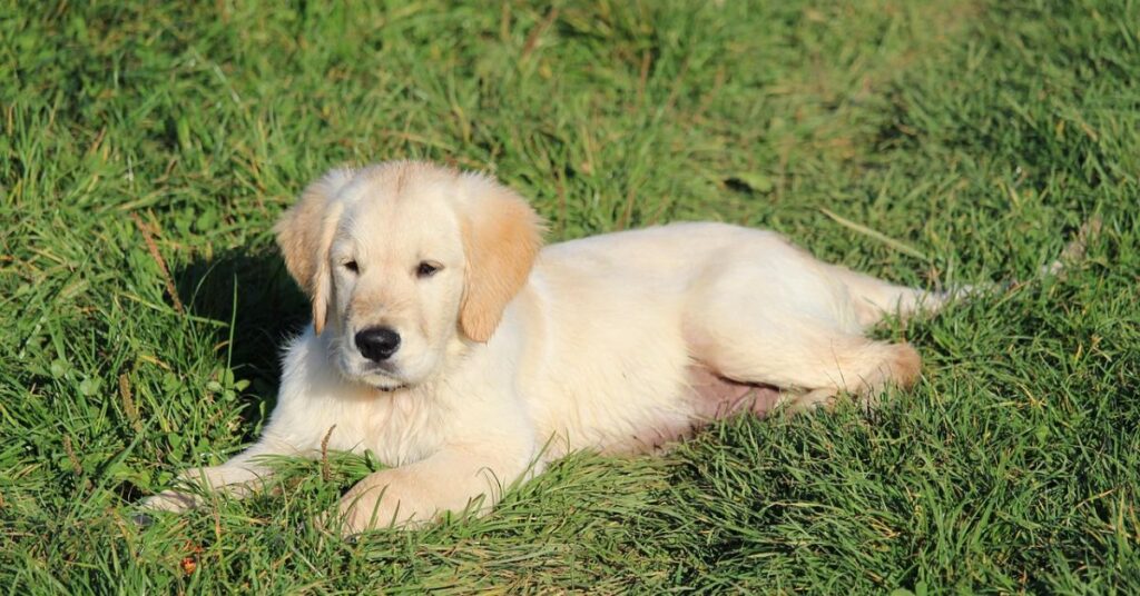 🐶 Cute Male Pet Names 