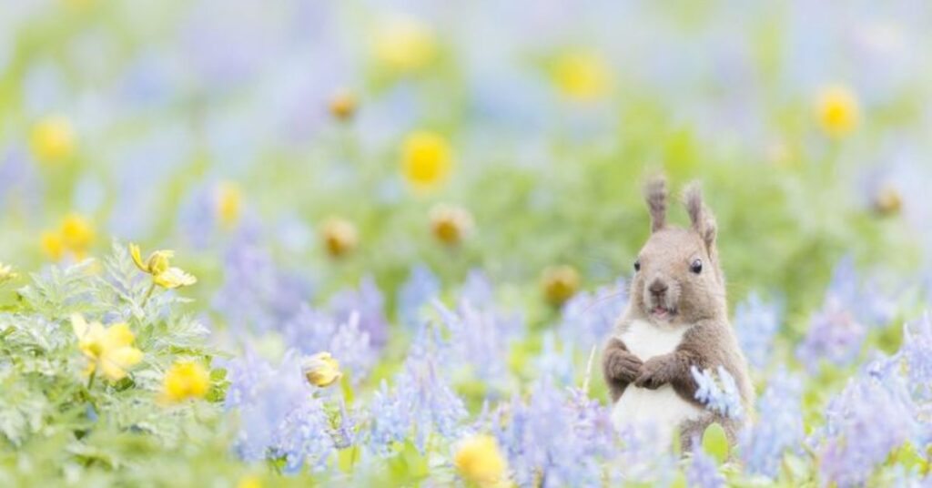 🐾 Cute Nature Inspired Pet Names 