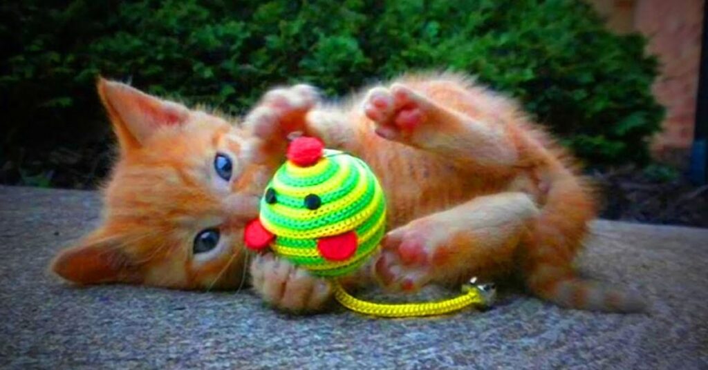 🐾 Funny & Playful Cute Pet Names 