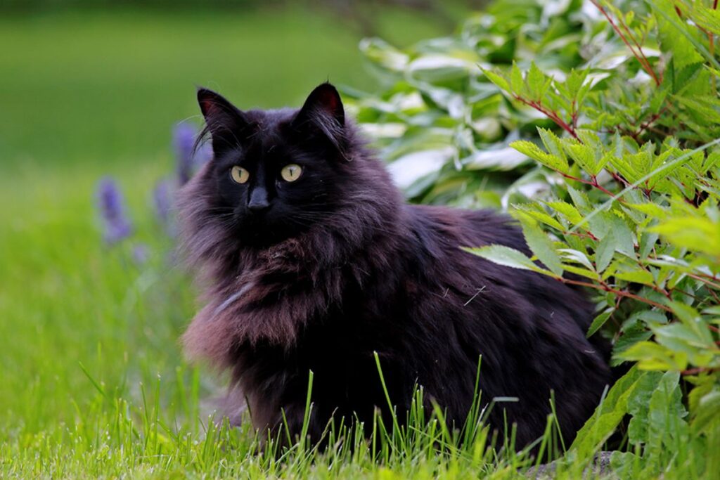 🖤 Black Cat Names for Females 