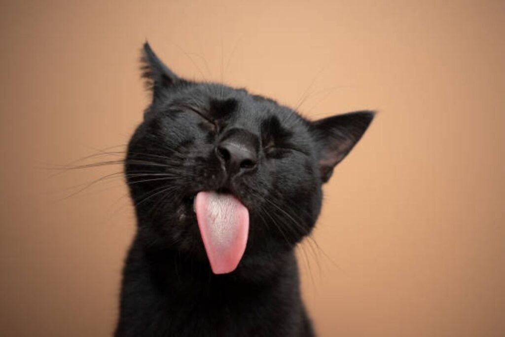 🖤 Funny Black Cat Names