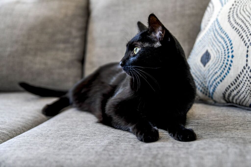 🖤 Names for Black Cat Males 
