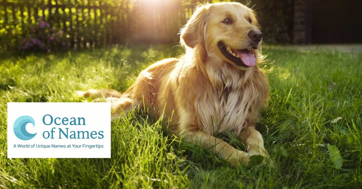600 Best Boy Dog Names with Meanings for 2025