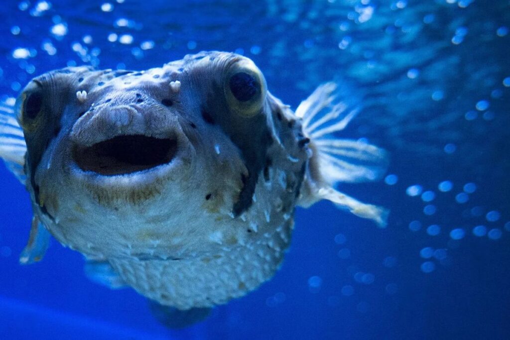 Cool Fish Names 