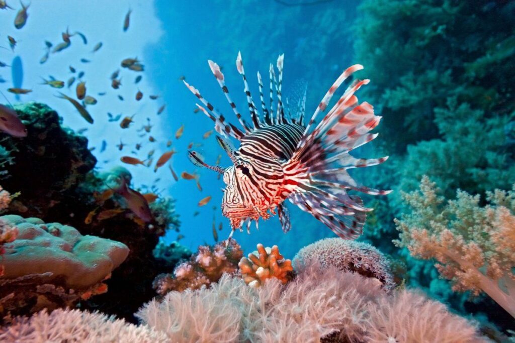 Cute Fish Names with Meanings