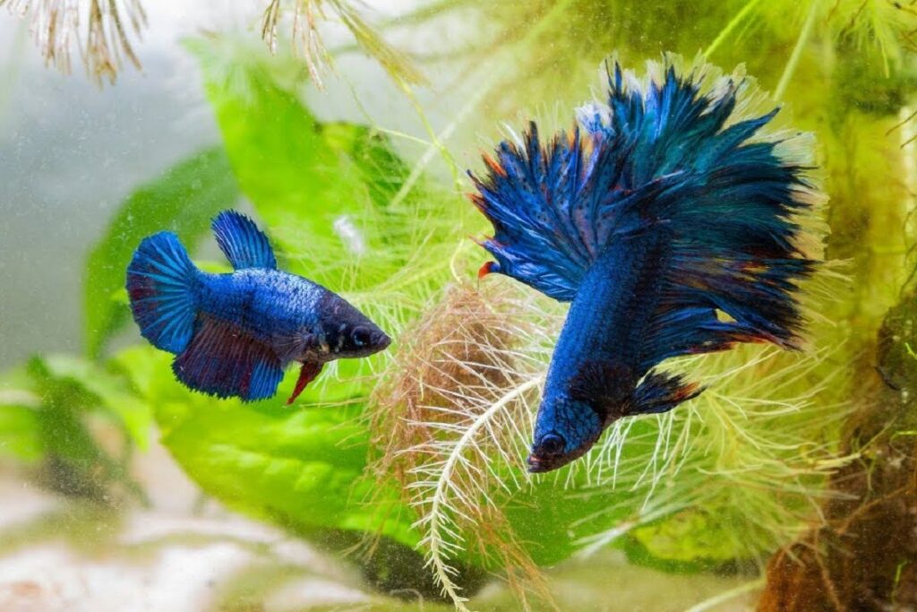 Female Fish Names with Meanings