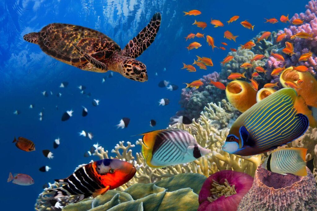 Funny Fish Names 