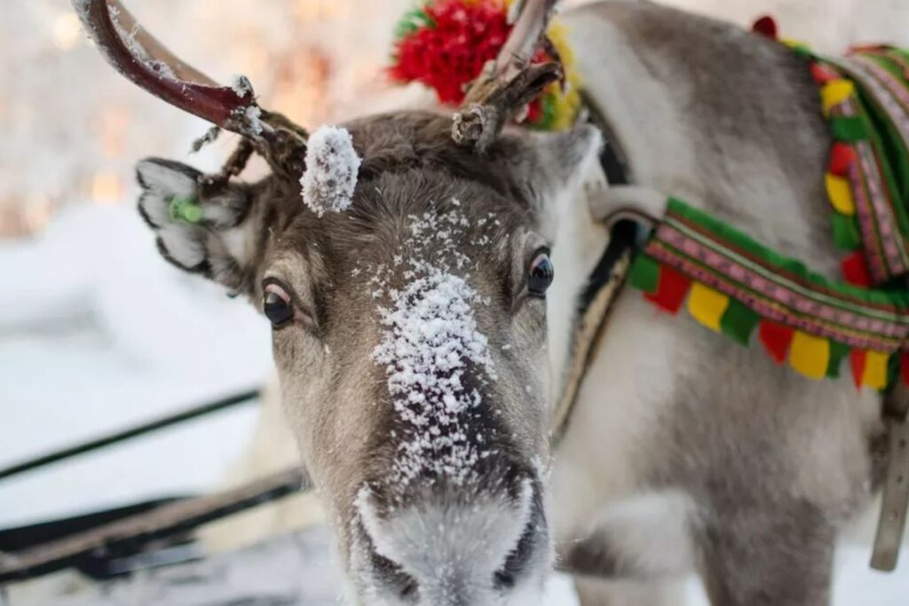 ❄️ Cute Reindeer Names