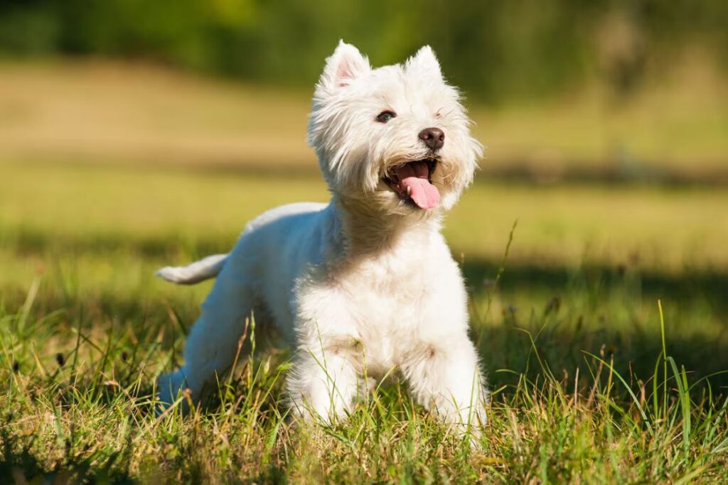 🌟 Unique Boy Dog Names