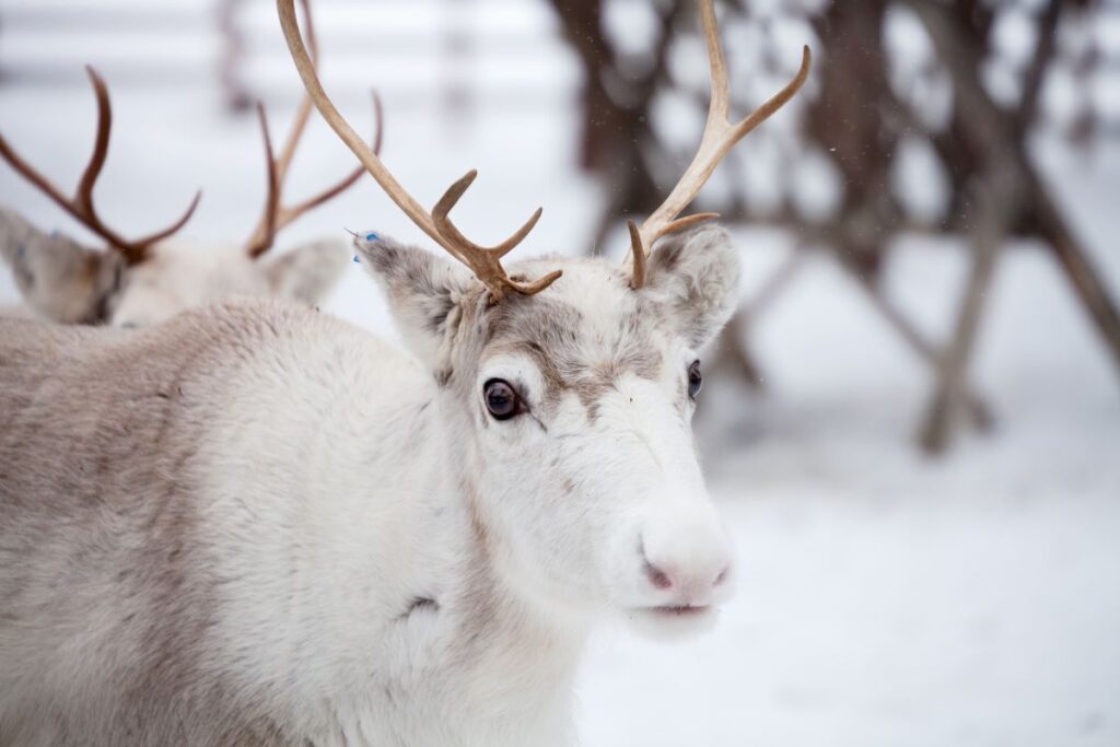 🌬️ Icy & Frosty Reindeer's Names